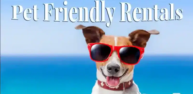 pet friendly vacation rentals prince edward county